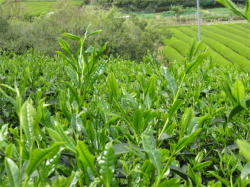 そうふう　茶畑