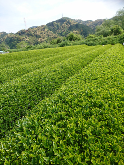 印雑131実生　茶畑