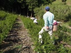 新茶 手摘み