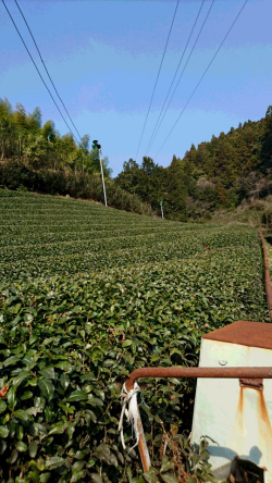 茶畑　施肥