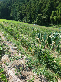 19 08 10 茶畑 苗への水やり 静岡産半発酵茶 本山の香り茶 べにふうき緑茶 蒸し煎茶の通販 静岡茶の丸高農園
