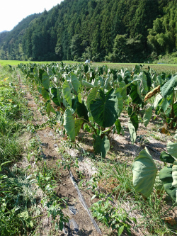 19 08 10 茶畑 苗への水やり 静岡産半発酵茶 本山の香り茶 べにふうき緑茶 蒸し煎茶の通販 静岡茶の丸高農園