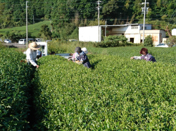 茶畑、お茶摘み