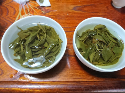 半発酵茶製造