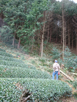 茶園管理