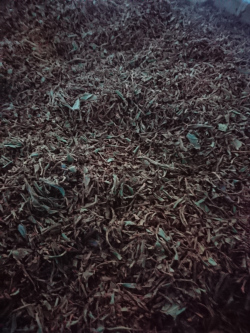 紅茶 製造