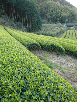 茶畑