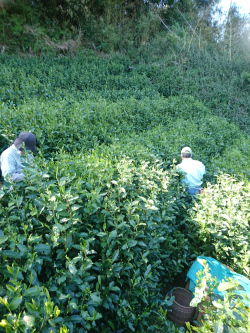 茶摘み