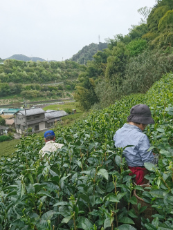 お茶摘み