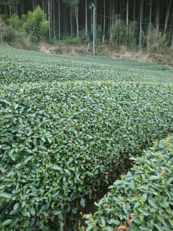 茶畑
