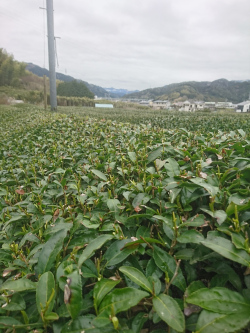 茶畑