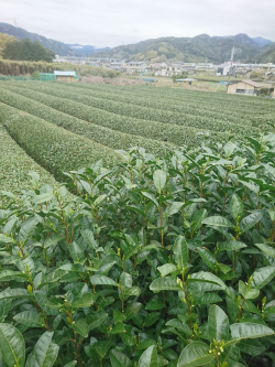 茶畑