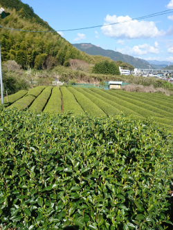 茶畑