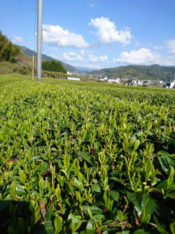 茶畑