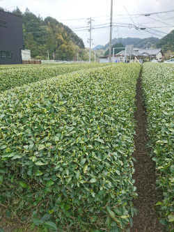 茶畑