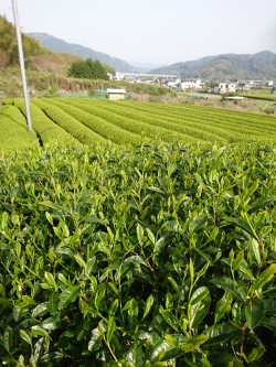 茶畑