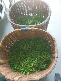 お茶摘み