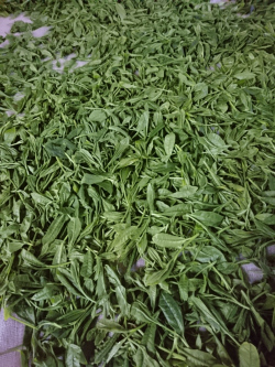 茶製造