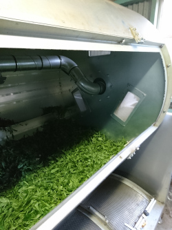 茶製造