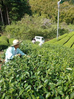 お茶摘み