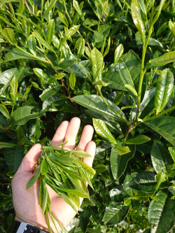 お茶摘み