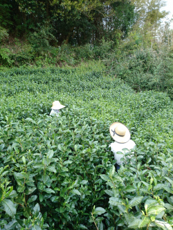 お茶摘み