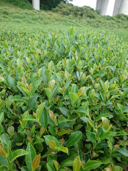 茶畑