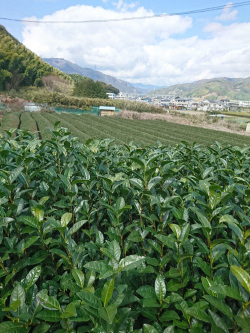 茶畑