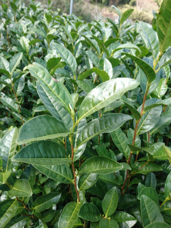 茶畑