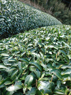 茶畑