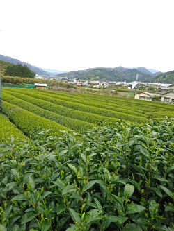 茶畑