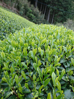 茶畑