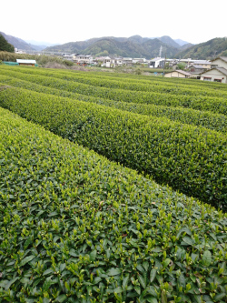 茶畑