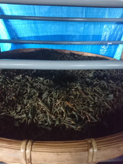 紅茶製造