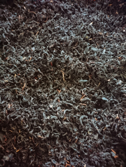 紅茶製造